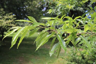 Quercus acutissima - dub špičatolistý - listy